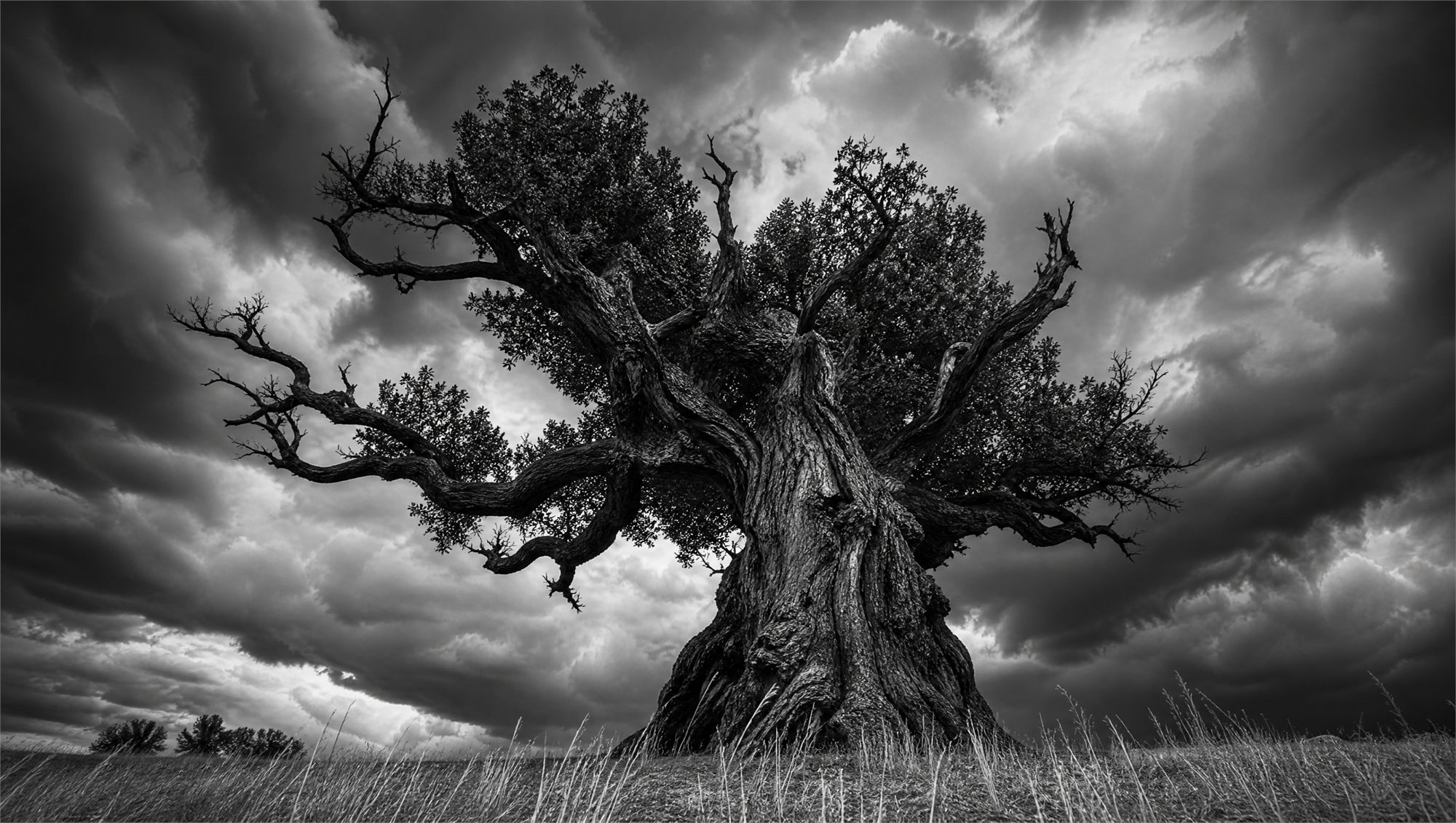 Alter Baum